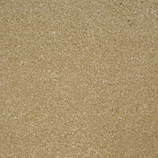 Camellia H712 Basset W8645