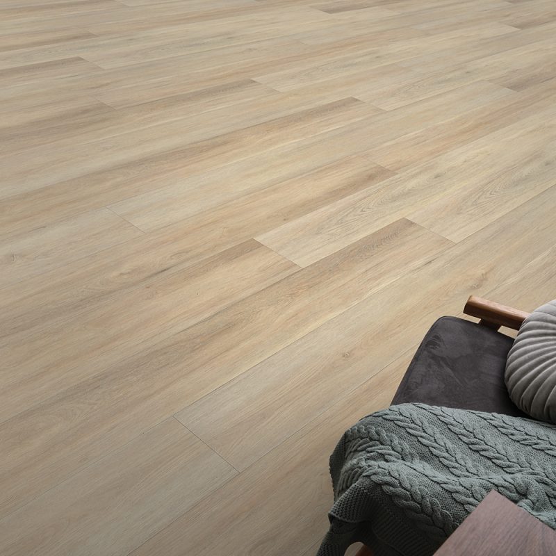 Caraway #6050