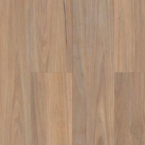 TASMANIAN OAK