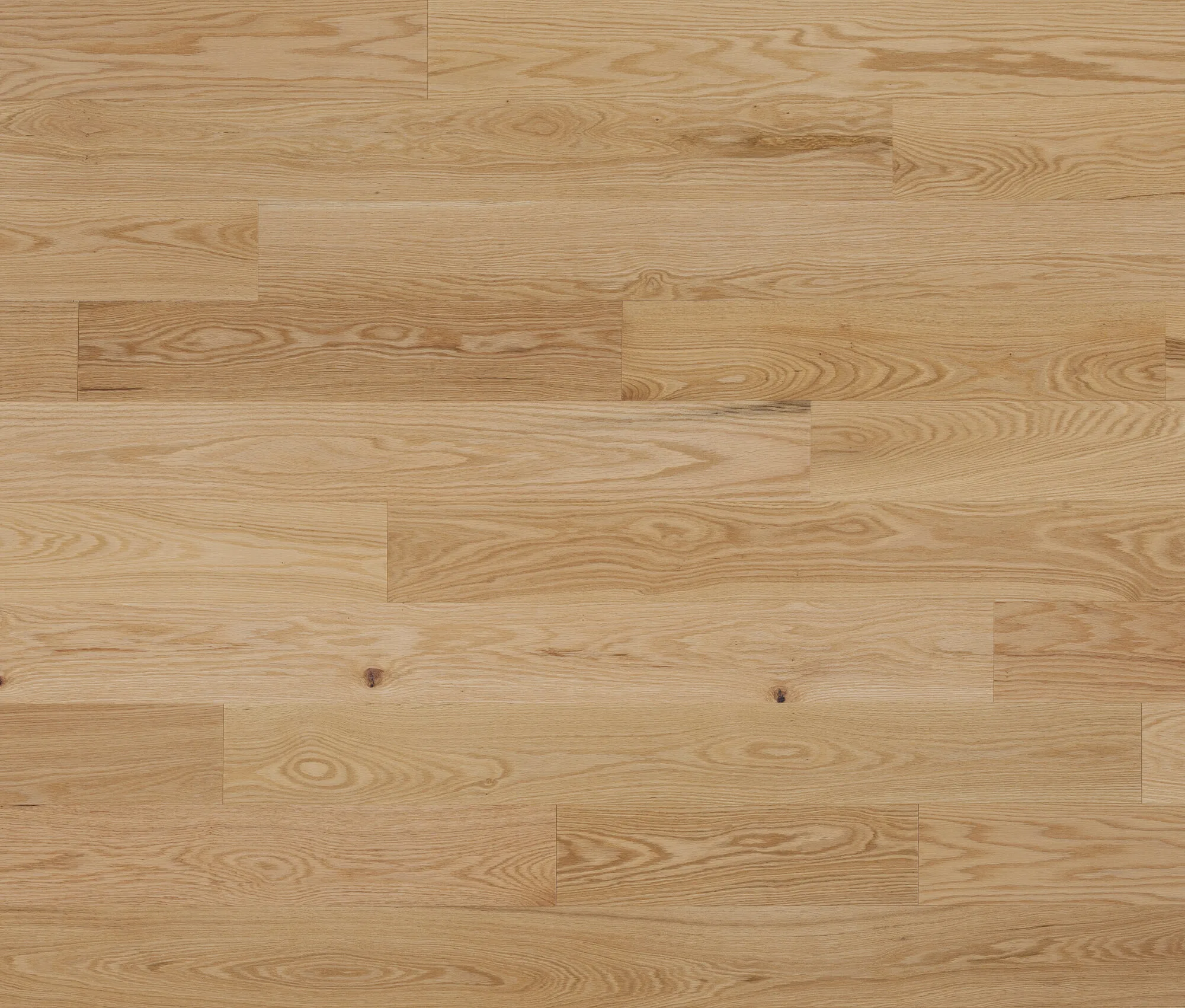 Atlas (Red Oak) — Lauzon